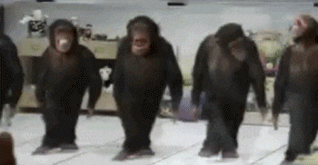 4 Monkey Foot Dancing Synchronous GIF