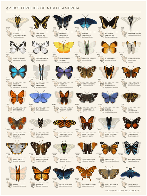 42 Animated Butterflies Of North America GIF