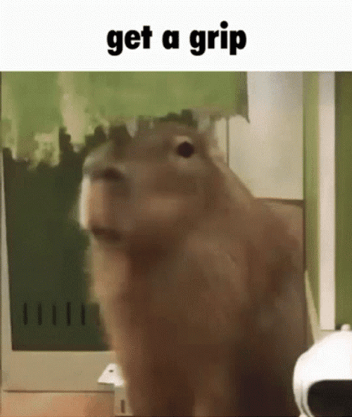 Capybara Gif File 7493kb GIF