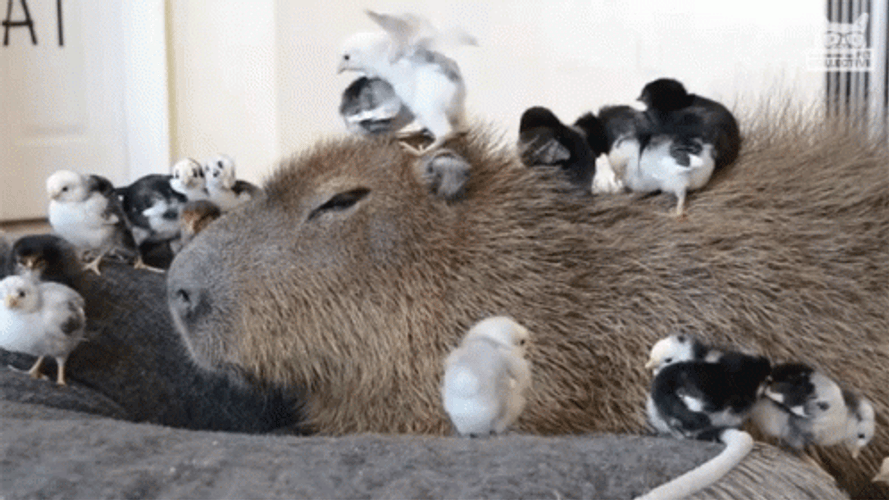 Capybara Gif File 3318kb GIF