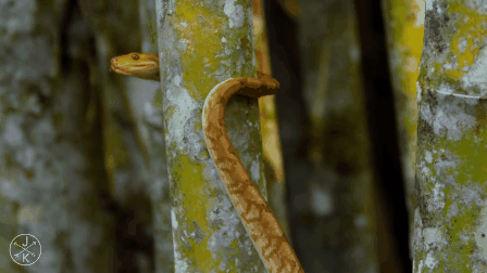 4k Nature Snakes GIF