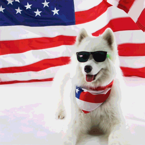 4th Of July Samoyed GIF