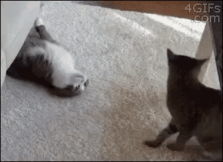 5 Year Work Anniversary Little Cats GIF