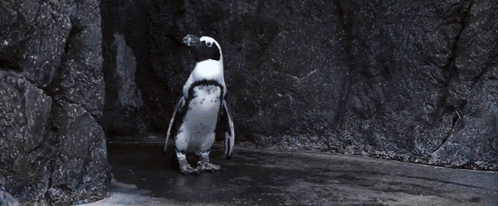 50 First Dates Henry Roth And Vomiting Walrus GIF