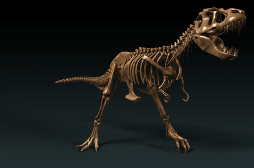 A 3D Model Of A Dinosaur Skeleton Walking GIF