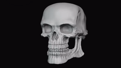 A 3D Model Of A Human Skull With A Mouth Open And Teeth On A Black Background . GIF