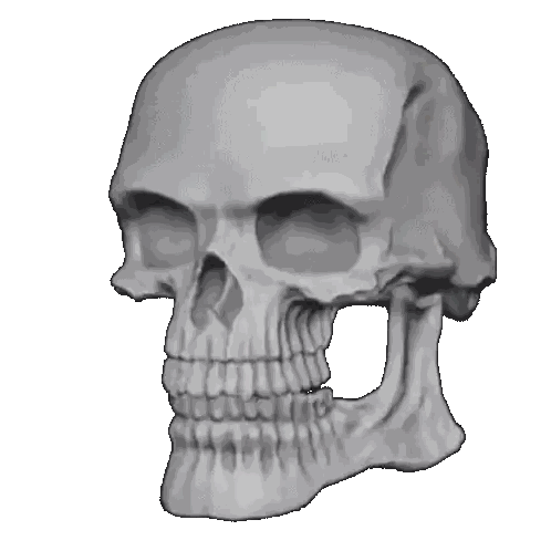 a 3d model of a human skull with a very large mouth