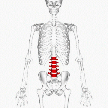 A 3D Model Of A Skeleton With A Red Spine GIF