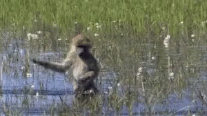 a baboon is standing in the water in a field .