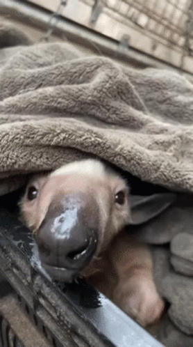 A Baby Aardvark Is Laying Under A Blanket And Looking At The Camera GIF
