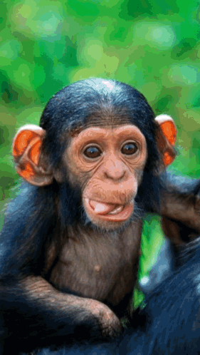 A Baby Chimpanzee Is Sticking Its Tongue Out And Looking At The Camera GIF