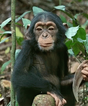 a baby chimpanzee sitting on a tree trunk looking at the camera