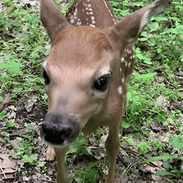 A Baby Deer Is Standing In The Grass And Looking At The Camera GIF