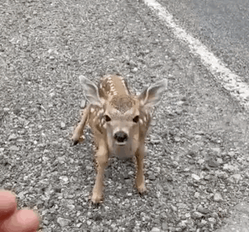 A Baby Deer Is Standing On A Gravel Road Looking At The Camera . GIF