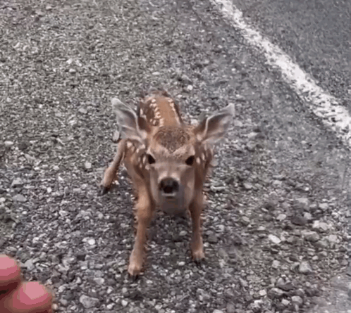 A Baby Deer Is Standing On The Side Of A Road Looking At The Camera . GIF
