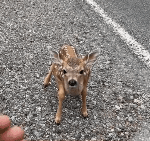 A Baby Deer Is Standing On The Side Of A Road Next To A Person 'S Finger . GIF