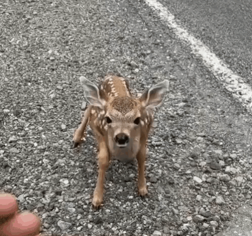 A Baby Deer Is Walking Across A Gravel Road . GIF
