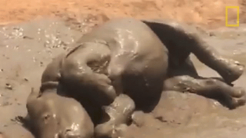 A Baby Elephant Is Laying In The Mud And Playing With Itself . GIF