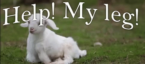 A Baby Goat Is Laying Down In The Grass With The Words Help My Leg Written Above It . GIF