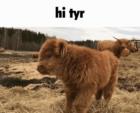 A Baby Highland Cow Standing In A Field With The Words Hi Tyr On The Top GIF