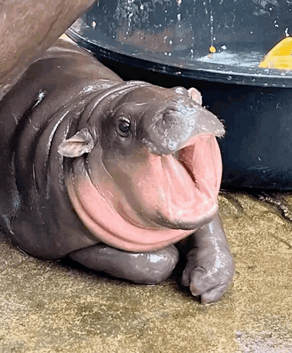 A Baby Hippo Is Laying On The Ground With Its Mouth Wide Open GIF