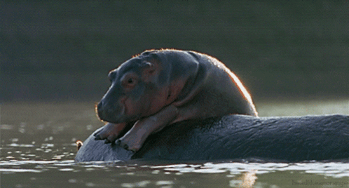 A Baby Hippo Laying On Top Of A Hippopotamus GIF