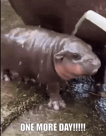 A Baby Hippopotamus Is Standing In The Water With The Caption One More Day !!! GIF