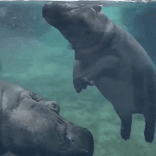 A Baby Hippopotamus Is Standing On Its Mother 'S Back GIF