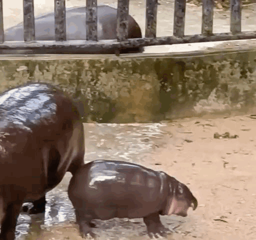 A Baby Hippopotamus Is Walking Next To A Mother Hippopotamus In The Water . GIF