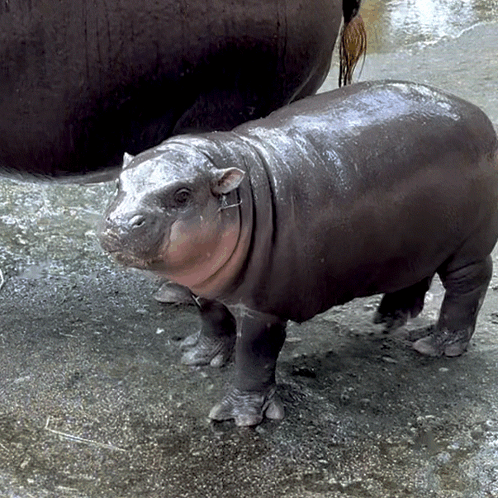 A Baby Hippopotamus Standing Next To Its Mother In The Water GIF
