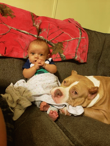 A Baby Is Laying Next To A Dog On A Couch GIF