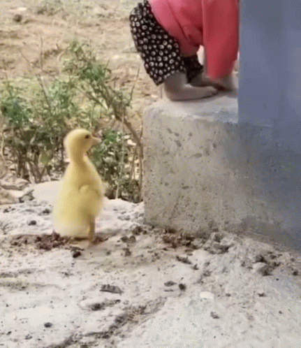 A Baby Is Standing Next To A Small Yellow Duck On A Concrete Block . GIF
