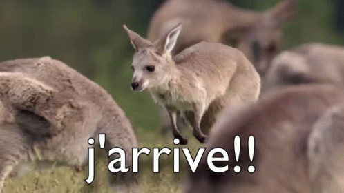 A Baby Kangaroo Is Jumping In The Air In Front Of A Herd Of Kangaroos And The Words `` J ' Arrive '' . GIF
