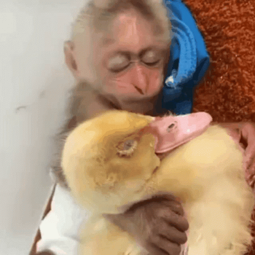 A Baby Monkey Holding A Stuffed Duck With A Pink Beak GIF