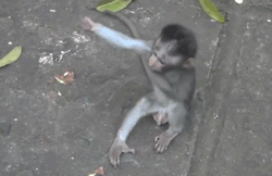 A Baby Monkey Is Being Held By Its Mother On The Ground GIF