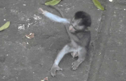 A Baby Monkey Is Being Held By Its Mother On The Ground GIF