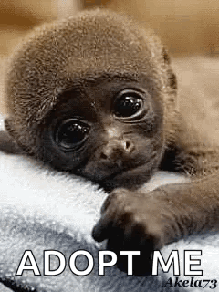 A Baby Monkey Is Laying On A White Blanket With The Words `` Adopt Me '' Written On It . GIF