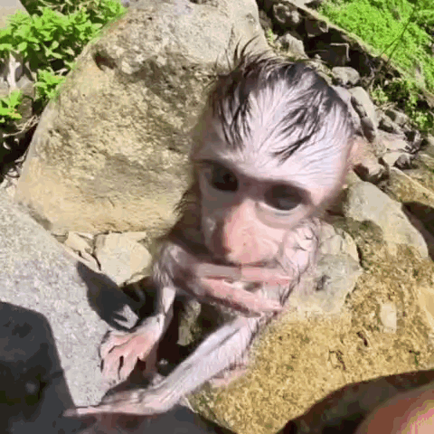 A Baby Monkey Is Sitting On A Rock And Looking At The Camera . GIF
