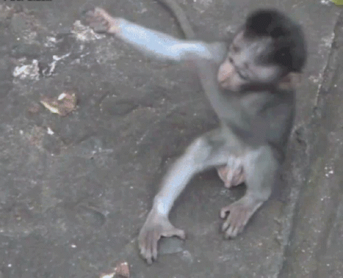 A Baby Monkey Is Sitting On The Ground And Reaching Out Towards Something GIF