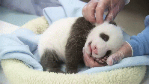A Baby Panda Bear Is Being Examined By A Person GIF