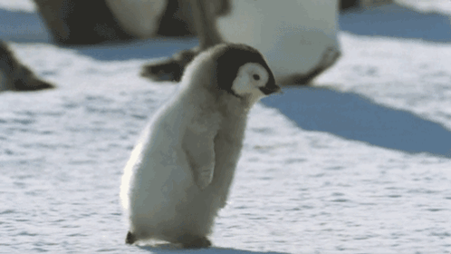 A Baby Penguin Is Standing In The Snow With Its Feet Up . GIF