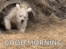A Baby Polar Bear Is Laying In A Pile Of Hay And Says `` Good Morning '' . GIF
