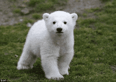 A Baby Polar Bear Is Walking In The Grass GIF