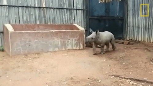 A Baby Rhino Standing In Front Of A Fence With A National Geographic Logo GIF