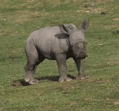 A Baby Rhinoceros Is Standing In A Grassy Field . GIF