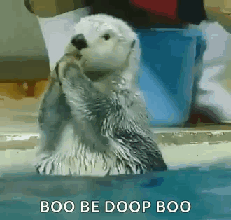 A Baby Sea Otter Is Standing In The Water And Looking At The Camera . GIF