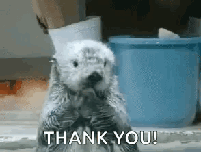 A Baby Sea Otter Is Standing On Its Hind Legs And Saying Thank You . GIF