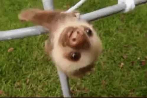 A Baby Sloth Is Hanging Upside Down From A Metal Pole . GIF