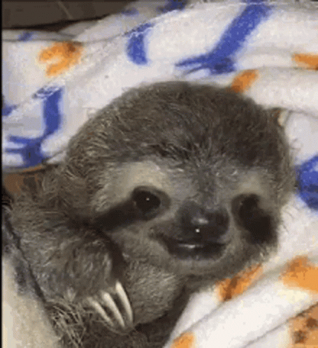 A Baby Sloth Is Laying On A Blanket On A Bed . GIF