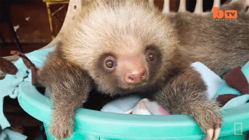 A Baby Sloth Is Sitting In A Blue Bucket With A Btv Logo In The Background GIF